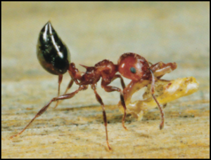 Acrobat Ant