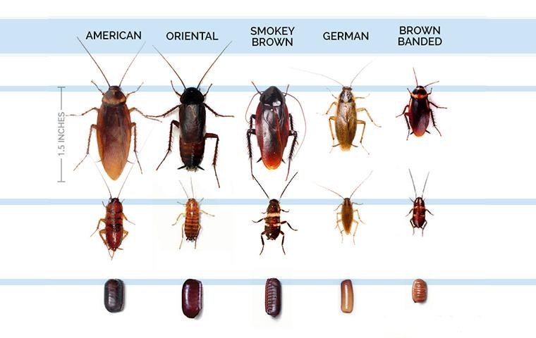 Cockroach Identification Chart for Virginia Beach