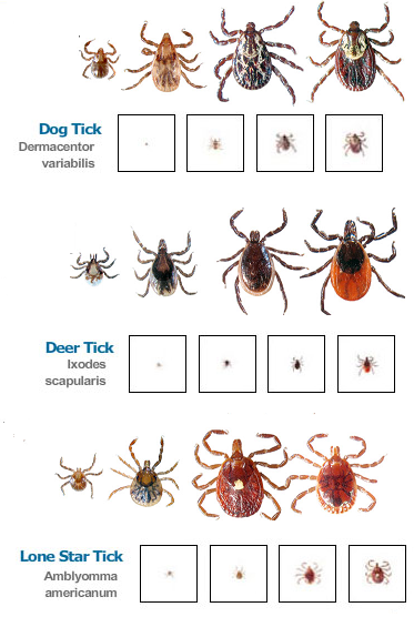 Different species of ticks in a chart